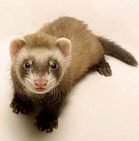 ferret