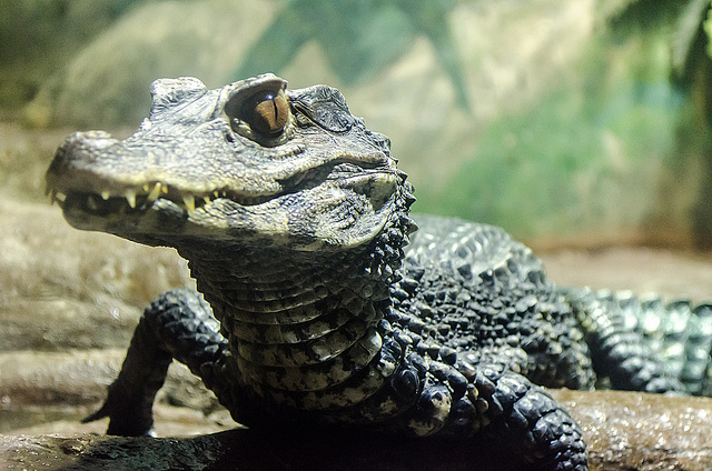 Wrestling the alligator